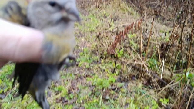 Ловля 31.10.25.