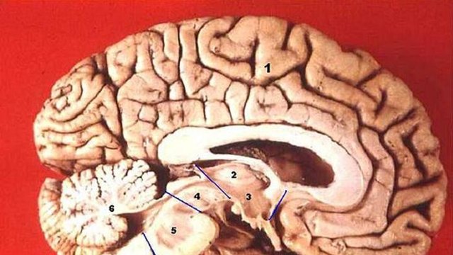 Неужели это все может мой мозг