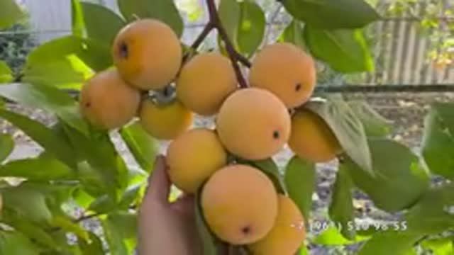 Урожай хурмы в Новороссийске 29 октября 2025 год.