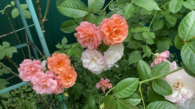 Роза Флорентина, 11 июня 23г