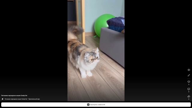 Персидская порода. ВАНЕССА ПРАДА КЭНДИ КЭТ