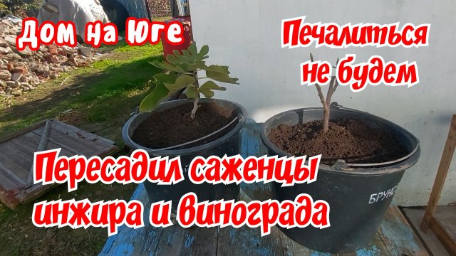 Дом на Юге. Печалиться не будем. Пересадил инжир и виноград.