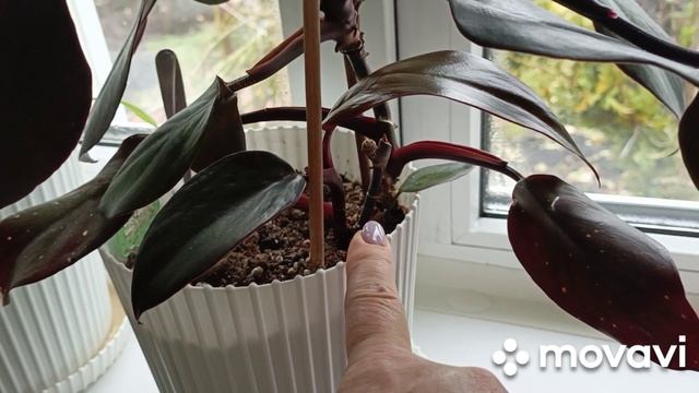 31 октября поливаю цветы,варю щи,тушу капусту,привезли тумбочку