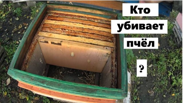 Кто убивает наших пчёл ?