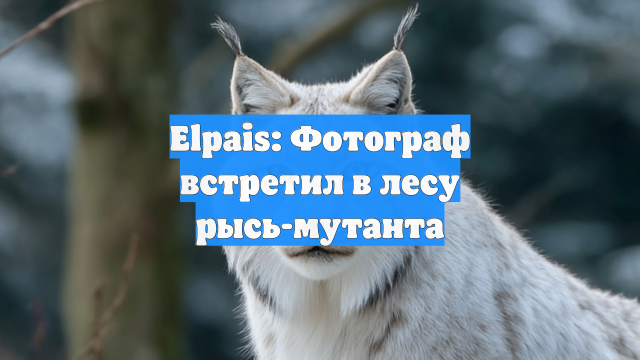 Elpais: Фотограф встретил в лесу рысь-мутанта