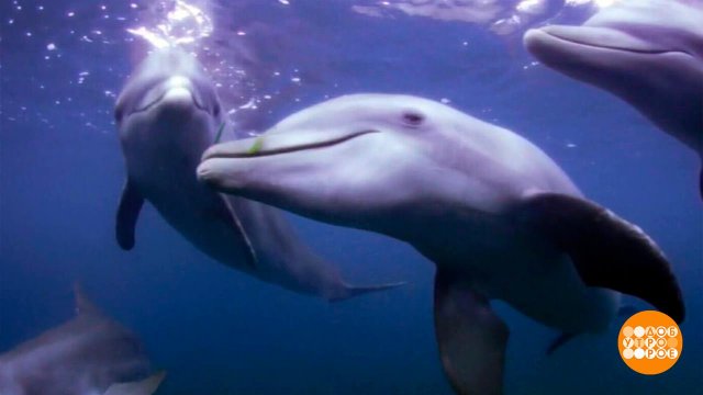 Что скрывает Черное море. Доброе утро. Фрагмент выпуска от 31.10.2025