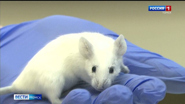 Вести-Томск, выпуск от 30.10.2025 21:10