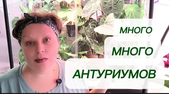 Неделя антуриумов. МНОГО-МНОГО НОВИНОК В АНТУРИУМНОЙ КОЛЛЕКЦИИ. 31-10-2025