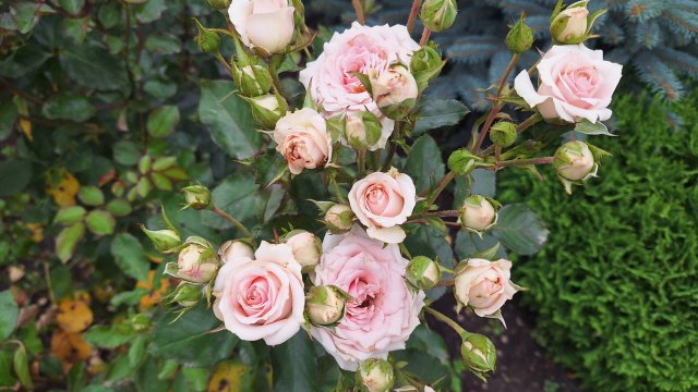 Vlog/153/ Купили мебель для родственников/ Подарила коврик мамуле/ Вечерняя прогулка..