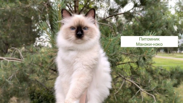 Иветти Диамант Блю - лето 2025