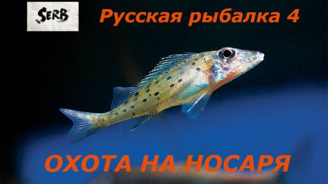 РУССКАЯ РЫБАЛКА 4 Охота на Ерша-Носаря #12