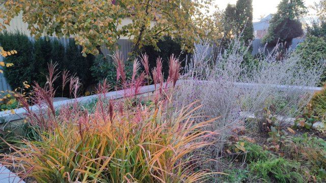 Два любимых злака: мискантус китайский Зебрина и хаконехлое Олл Голд в южном саду 27.10.2025 г.