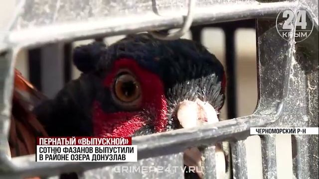 Свободный полёт: в Крыму выпустили на волю фазанов и диких уток