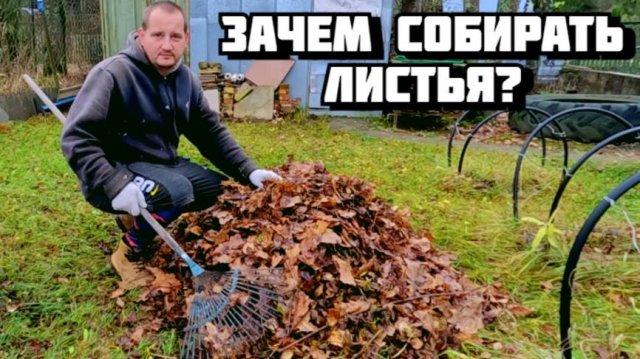 Нужно ли осенью убирать опавшую  с деревьев листву  на дачном участке