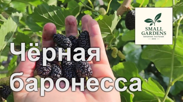Крупноплодная шелковица Чёрная баронесса Small Gardens