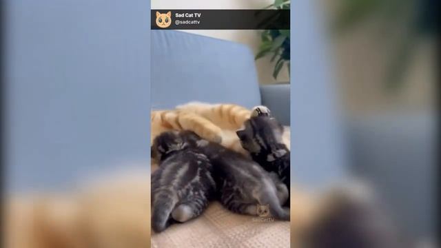 Самые смешные моменты с животными, кошками и собаками (2025)😂