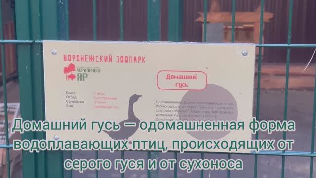 Домашний гусь и цесарки в Червленом яре Воронеж