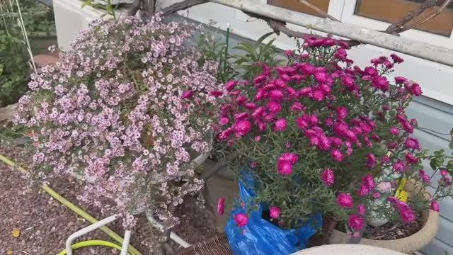 Осенние цветы для сада, астры.