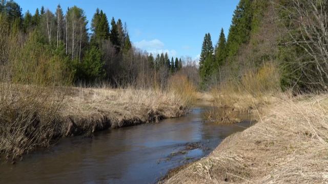 Весенний лес. Звуки Природы. Пение Птиц