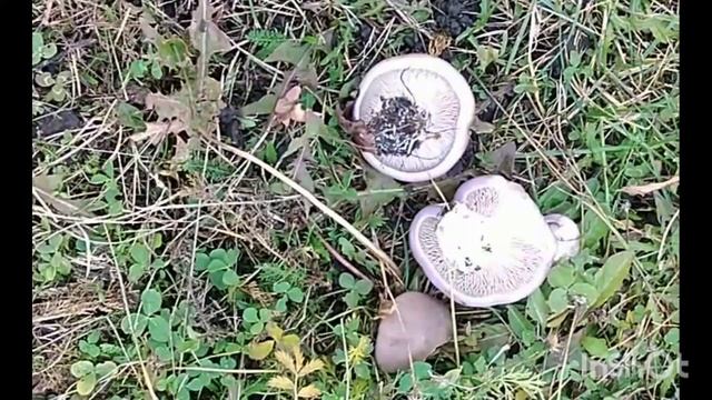 Последний день октября