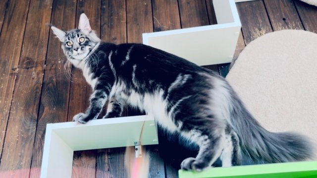 Олери Чаритон Кун