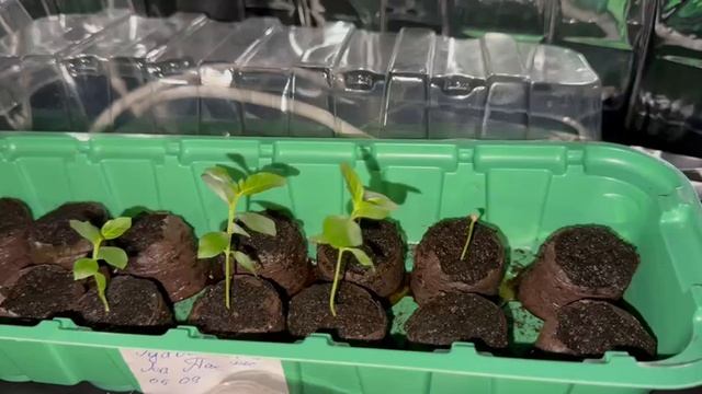 Растишки которые переехали в мою комнату.