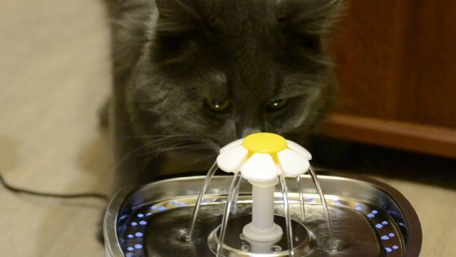 Распаковка. Фонтан поилка для кошек. Питьевой фонтанчик для кота Жорика.