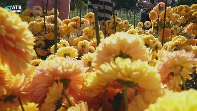 Бал хризантем 2025: Осеннее танго