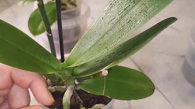 Хочу помочь орхидеям. Средство которое подходит для лечения орхидей