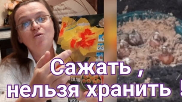 Поздняя посадка луковичных. 1 ноября, Тула