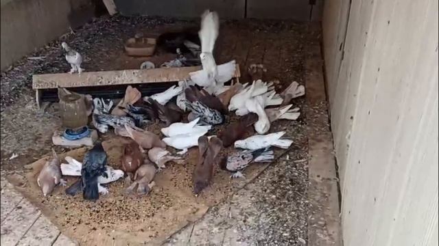 ПРОДАЖА ШИРОКОХВОСТЫХ БАКИНСКИХ ГОЛУБЕЙ 2025 ГОДА.