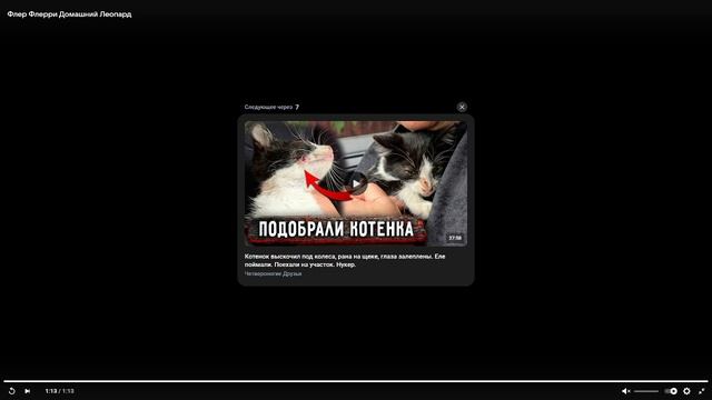 ФЛЕР ФЛЕРРИ ДОМАШНИЙ ЛЕОПАРД