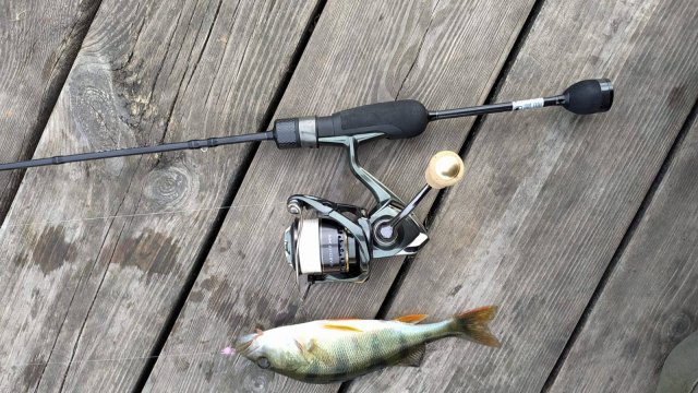 Черневские пруды. Микро и нано-джиг утром 17 сентября 2025 года