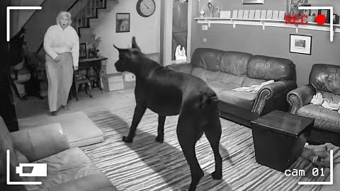 Невероятные моменты попавшие на камеры видеонаблюдения