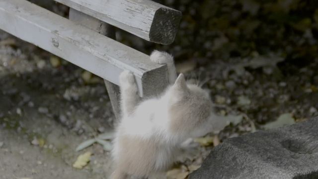 Забавные котики HDR