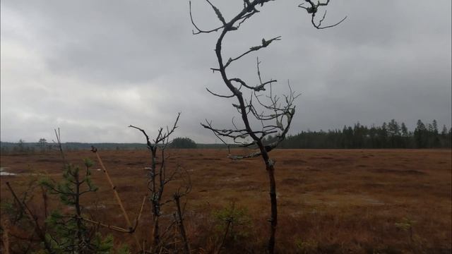 Гусепад! Охота на гуся 01.11.2025. содержит Мат