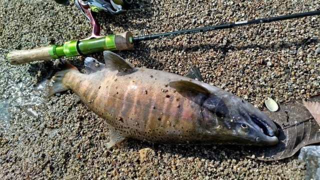 Поимка огромной пеструхи