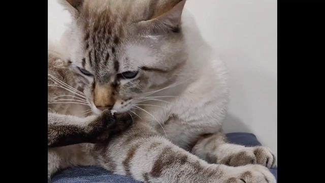 ГРОМЗЕВС МЕКОНСКИЙ БОБТЕЙЛ