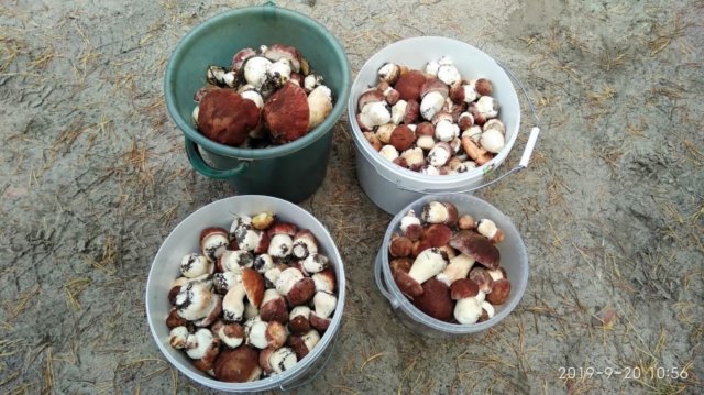 Собираем грибы.