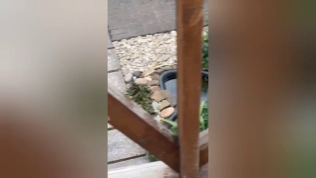 голуби Маношина  А. И.