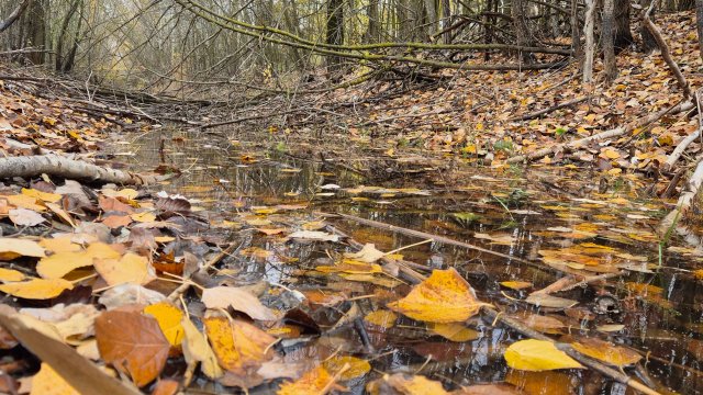 Собрались за грибами, пошёл дождик...всё равно поехали. Грибов не нашли...зато хорошо погуляли.