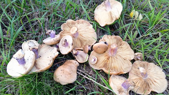 Синеножки видимо-невидимо! И первый зонтик