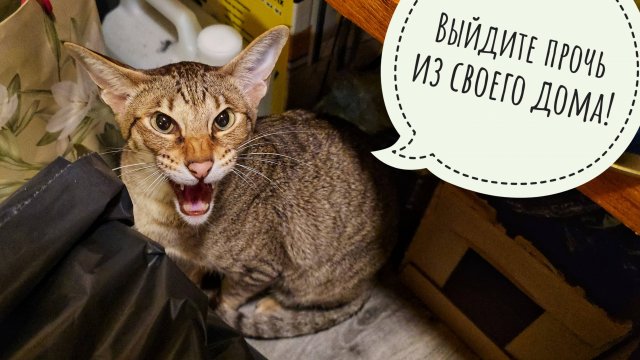 Треугольный кот приехал, сестру брата Егора Машу привёз! Пёс Кубик в шоке от обиды и разочарования