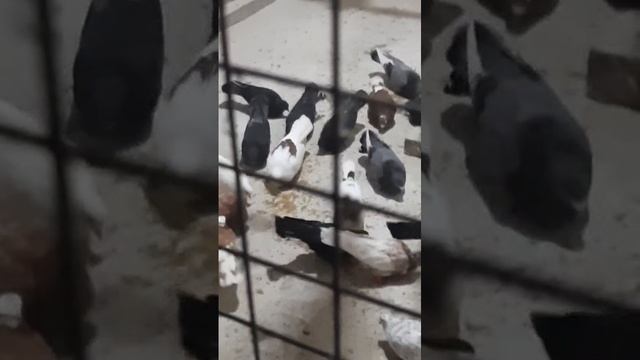 Голуби.Голубедром Сошки.