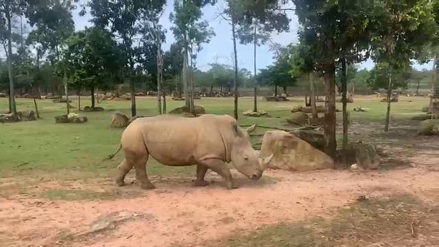 Сафари Парк. Вьетнам о. Фукуок 2 ноября 2025 год.