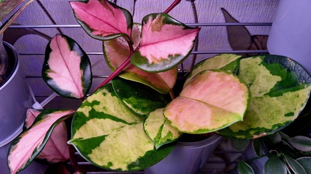 Мой любимый цветочный уголок