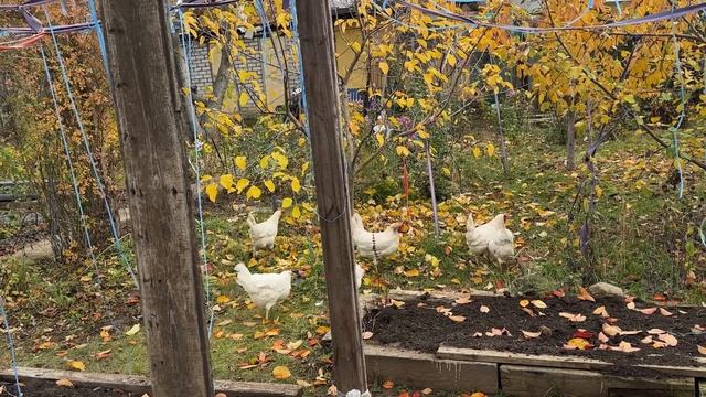 Это у Шекспира: "быть или не быть", а у нас:"Эх! была - не была"!