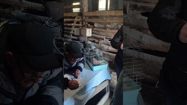 Голуби. Голубедром Сошки.Открытие 01.11.2025