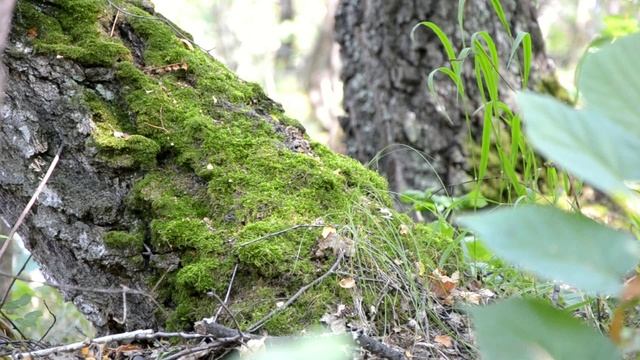 🍂СЕНТЯБРЬ. БАВЛЫ