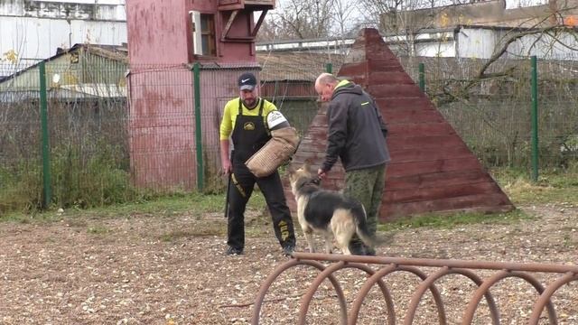 ПРК_ПС Уитни Очаровательная